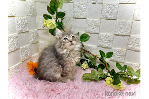 成約済の埼玉県のサイベリアン-100700の3枚目